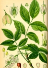 Einzelbild 1 Pimpernuss - Staphylea pinnata