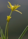 Einzelbild 5 Röhriger Gelbstern - Gagea fragifera