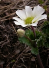 Einzelbild 1 Rautenblättrige Schmuckblume - Callianthemum coriandrifolium