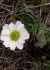 Einzelbild 2 Rautenblättrige Schmuckblume - Callianthemum coriandrifolium
