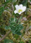 Einzelbild 5 Rautenblättrige Schmuckblume - Callianthemum coriandrifolium