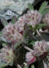 Einzelbild 1 Stein-Klee - Trifolium saxatile