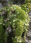 Einzelbild 1 Zweiblütige Miere - Minuartia biflora