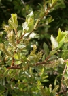 Einzelbild 1 Stink-Weide - Salix foetida