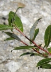 Einzelbild 6 Stink-Weide - Salix foetida