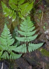 Einzelbild 1 Ruprechtsfarn - Gymnocarpium robertianum