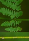 Einzelbild 8 Dorniger Wurmfarn - Dryopteris carthusiana