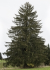 Einzelbild 6 Fichte - Picea abies