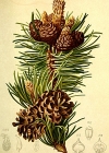 Einzelbild 5 Leg-Föhre - Pinus mugo Turra subsp. mugo