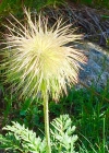 Einzelbild 5 Schwefel-Anemone - Pulsatilla alpina subsp. apiifolia