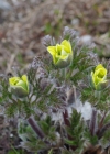 Einzelbild 7 Schwefel-Anemone - Pulsatilla alpina subsp. apiifolia