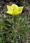 Einzelbild 8 Schwefel-Anemone - Pulsatilla alpina subsp. apiifolia