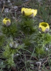 Einzelbild 5 Frühlings-Adonis - Adonis vernalis