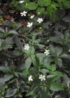 Einzelbild 6 Platanenblättriger Hahnenfuss - Ranunculus platanifolius