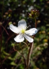 Einzelbild 8 Platanenblättriger Hahnenfuss - Ranunculus platanifolius