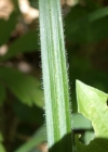 Einzelbild 5 Wimper-Segge - Carex pilosa
