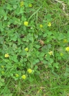 Einzelbild 8 Feld-Klee - Trifolium campestre