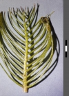 Einzelbild 6 Ähriges Tausendblatt - Myriophyllum spicatum