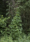 Einzelbild 5 Hopfen - Humulus lupulus