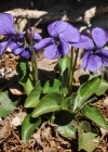 Einzelbild 1 Behaartes Veilchen - Viola hirta