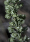 Einzelbild 5 Kelch-Steinkraut - Alyssum alyssoides