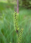 Einzelbild 1 Steife Segge - Carex elata