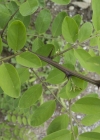 Einzelbild 5 Robinie - Robinia pseudoacacia