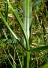 Einzelbild 5 Wald-Platterbse - Lathyrus sylvestris