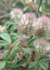 Einzelbild 8 Hasen-Klee - Trifolium arvense