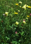Einzelbild 7 Gelblicher Klee - Trifolium ochroleucon
