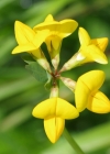 Einzelbild 8 Gewöhnlicher Hornklee - Lotus corniculatus