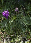 Einzelbild 6 Alpen-Süssklee - Hedysarum hedysaroides