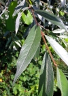 Einzelbild 6 Silber-Weide - Salix alba