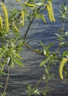 Einzelbild 7 Silber-Weide - Salix alba