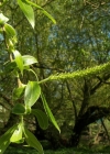 Einzelbild 8 Silber-Weide - Salix alba