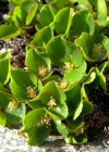 Einzelbild 6 Kraut-Weide - Salix herbacea