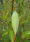 Einzelbild 5 Schwarzwerdende Weide - Salix myrsinifolia