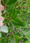 Einzelbild 7 Schwarzwerdende Weide - Salix myrsinifolia