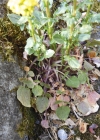 Einzelbild 6 Gemeine Winterkresse - Barbarea vulgaris
