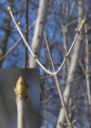 Einzelbild 4 Berg-Ahorn - Acer pseudoplatanus