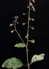 Einzelbild 1 Grosses Hexenkraut - Circaea lutetiana