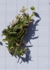 Einzelbild 5 Niederliegendes Mastkraut - Sagina procumbens