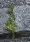 Einzelbild 6 Niederliegendes Mastkraut - Sagina procumbens