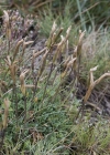 Einzelbild 2 Kurzblättriger Enzian - Gentiana brachyphylla