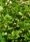 Einzelbild 7 Heidelbeere - Vaccinium myrtillus