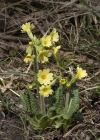 Einzelbild 5 Wald-Schlüsselblume - Primula elatior