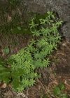 Einzelbild 8 Wald-Labkraut - Galium sylvaticum