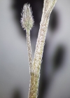 Einzelbild 6 Acker-Vergissmeinnicht - Myosotis arvensis