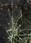 Einzelbild 5 Eisenkraut - Verbena officinalis