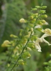 Einzelbild 6 Klebrige Salbei - Salvia glutinosa